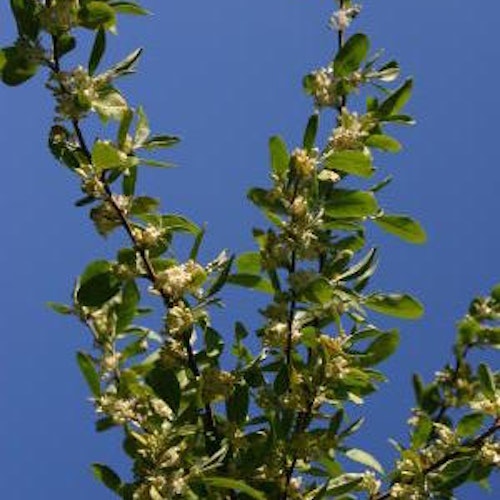 Koreansk silverbuske ´Serinus´ - Elaeagnus umbellata ´Serinus´