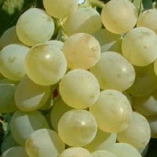 Vinranka `Zalapärlor´- Vitis vinifera `Zalapärlor`