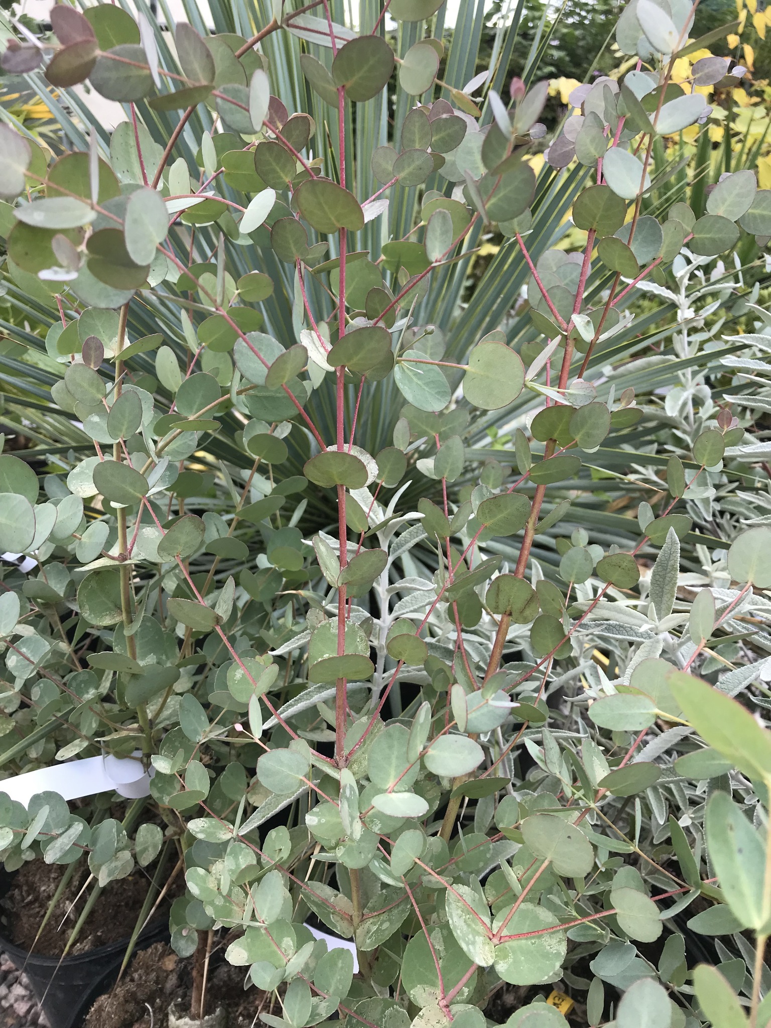 Silvereukalyptus - Eucalyptus gunnii