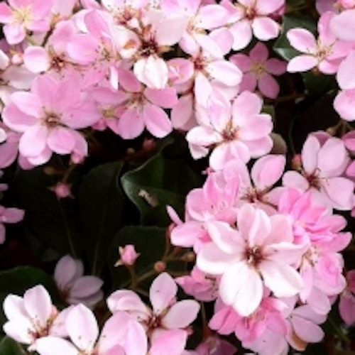 Indian  hagtorn'Pink Cloud'  - Raphiolepsis indica 'Pink Cloud'