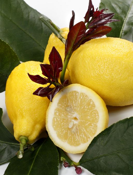 Citron `Carrubaro´ - Citrus limon `Carrubaro´