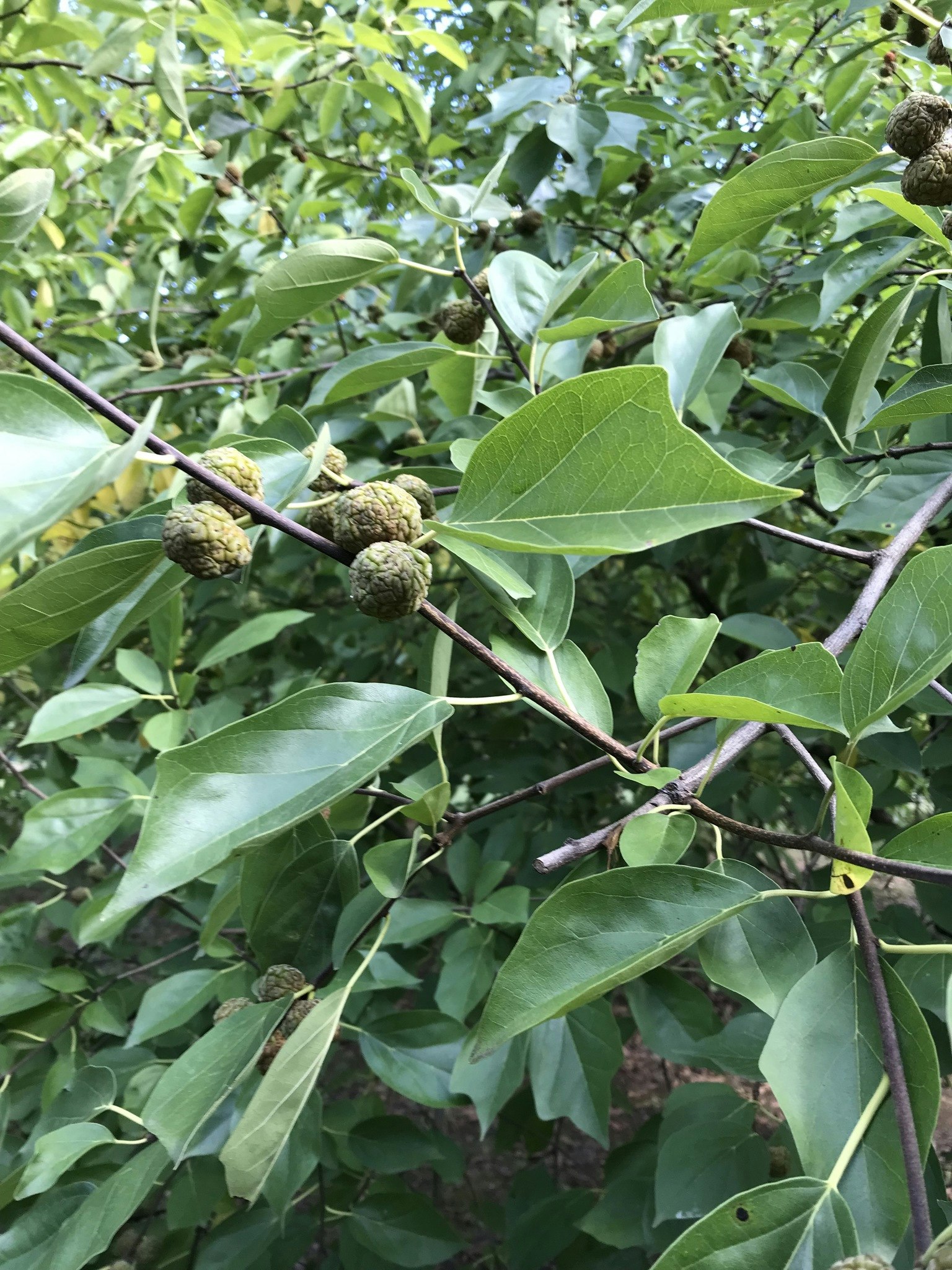 Mandarinmelon berry , (Hallonträd) `Parthenos´ - Cudrania tripuscidata `Parthenos´