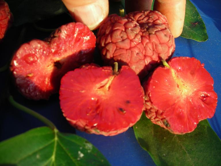 Mandarinmelon berry `Che ´ -Cudrania tripuscidata `Che´