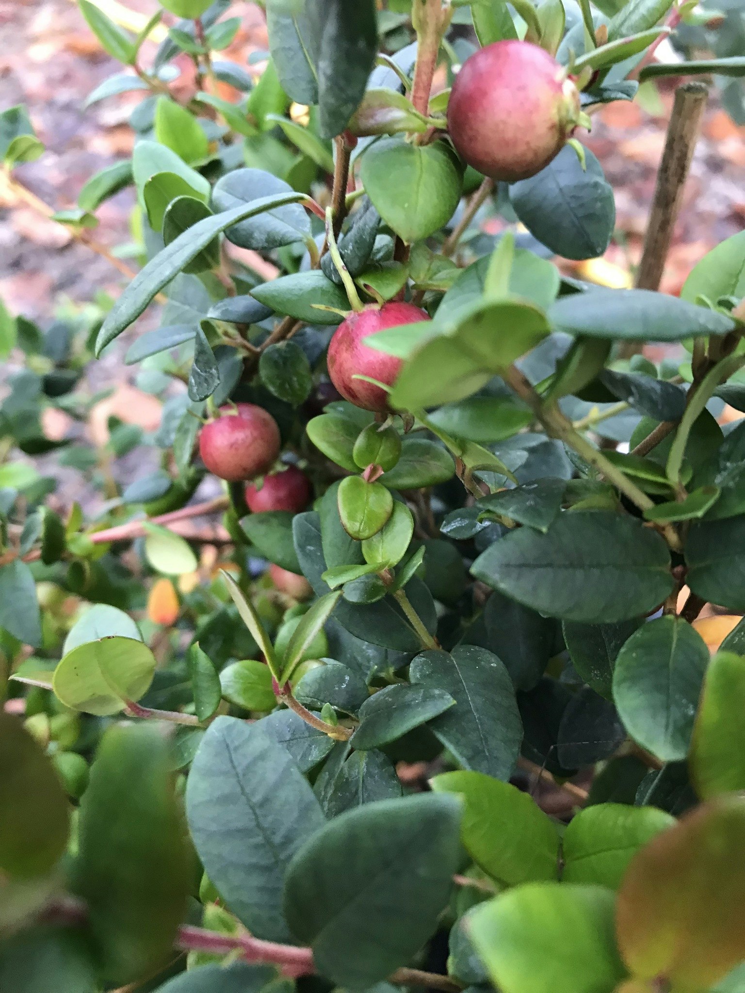 Smultronmyrten "Bella Berry" - Ugni molinae "Bella Berry"