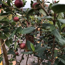 Smultronmyrten (Chileansk guava) - Ugni molinae 'Villarica Strawberry'