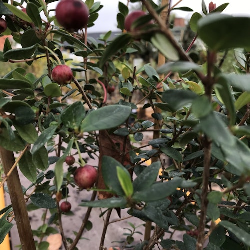 Smultronmyrten (Chileansk guava) - Ugni molinae 'Villarica Strawberry'