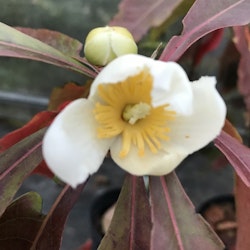 Gordlinia - Gordlinia grandiflora