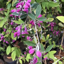 Buskklöver 'Gibraltar' -   Lespedeza thunbergii 'Gibraltar'