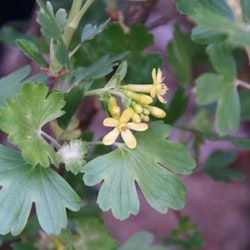 Gulrips ( Buffalo curant) - Ribes odoratum