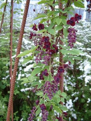 Fembladig Akebia - Akebia Quinata