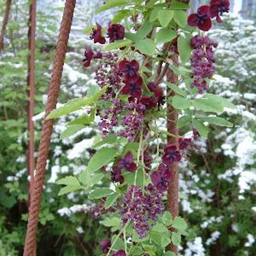 Fembladig Akebia - Akebia Quinata