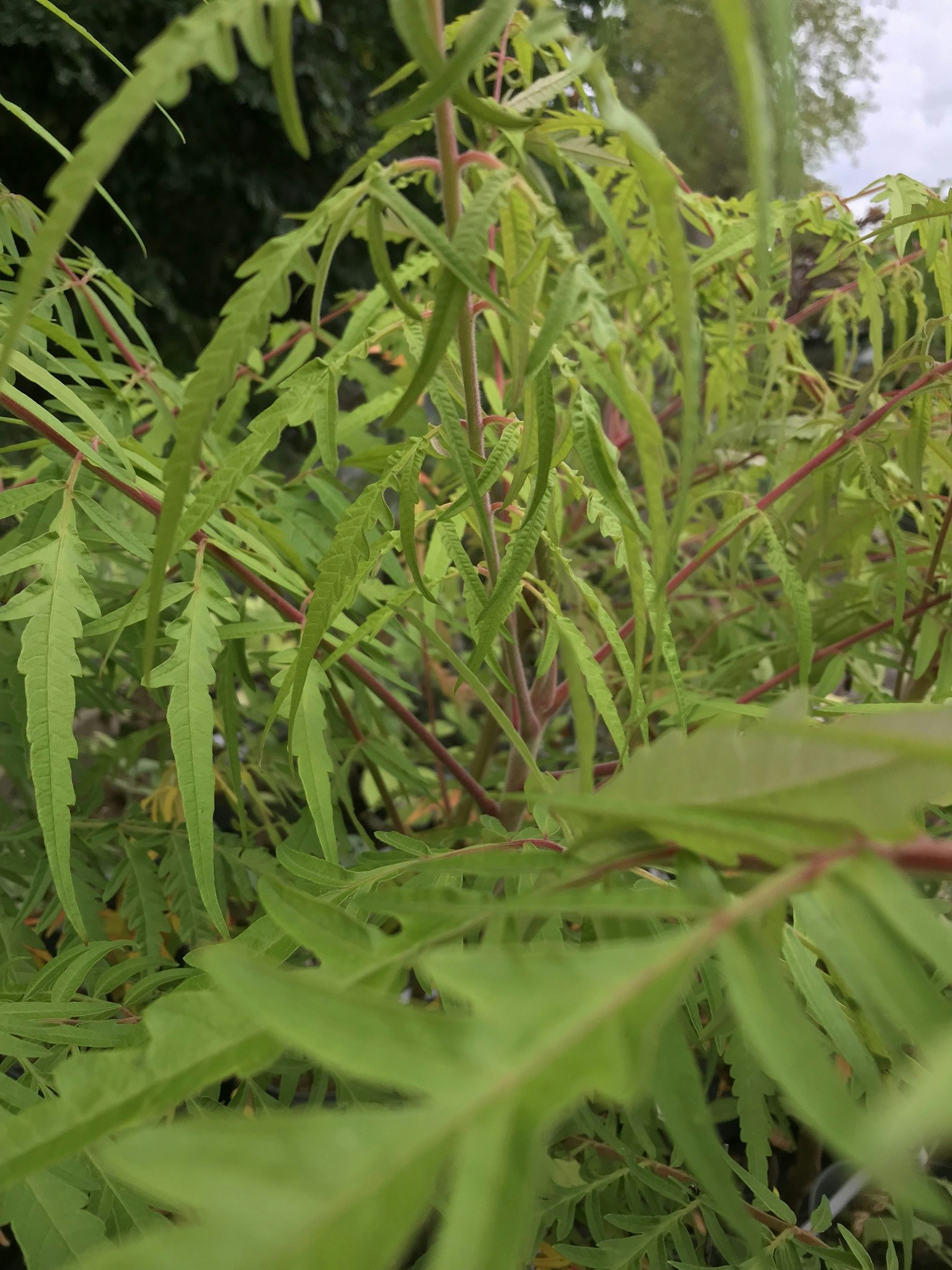 Rönnsumak `Tiger Eyes´- Rhus typina `Tiger Eyes`