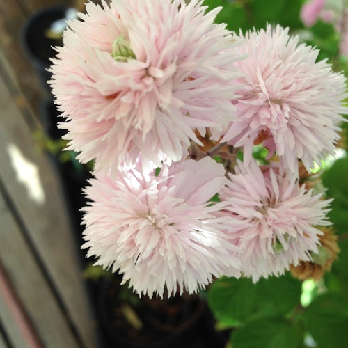 Prydnadshallon  - Rubus ulmifolius 'Bellidiflorus'