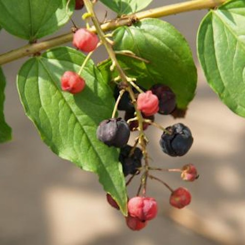 Garvarbuske - Coriaria japonica
