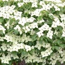 Koreansk blomsterkornell 'Milky Way' -  Cornus kousa 'Milky Way'