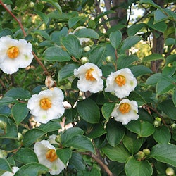 Japansk skenkamelia - Stewartia pseudocamellia