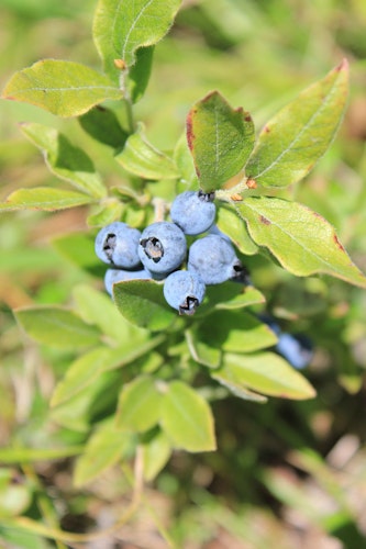 Sammetsbladiga blåbär.- Vaccinium myrtilloides