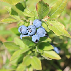 Sammetsbladiga blåbär.- Vaccinium myrtilloides