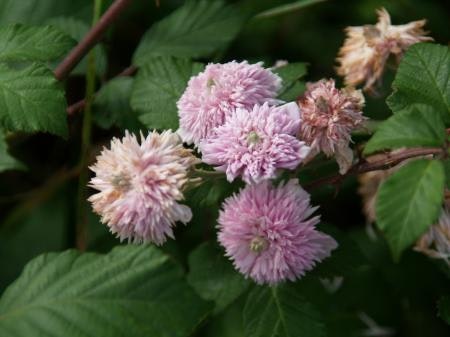 Prydnadshallon  - Rubus ulmifolius 'Bellidiflorus'
