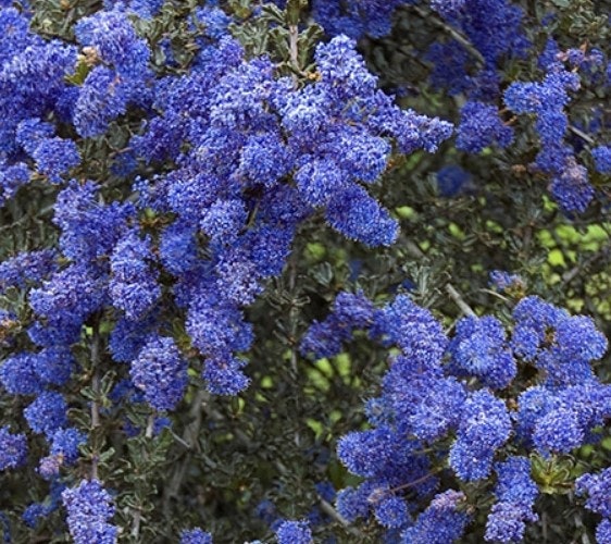 Säckbuske'Blue Sapphire' - Ceanothus 'Blue Sapphire'