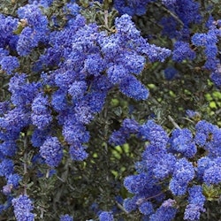 Säckbuske'Blue Sapphire' - Ceanothus 'Blue Sapphire'