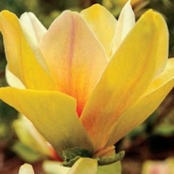Magnolia  'Sunsation'
