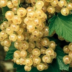Vit vinbär - Ribes rubrum  `Weisse Versailles´