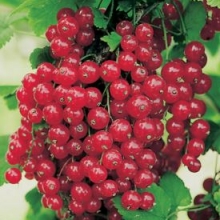 Rödvinbär-Ribes rubrum  'Red Lake'