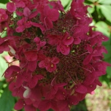 Syrenhortensia -Hydrangea paniculata 'Wim's Red'