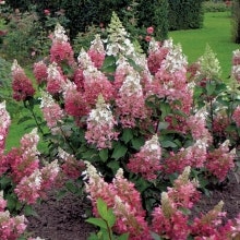 Syrenhortensia -Hydrangea paniculata 'Wim's Red'