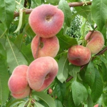 Paraguayo (Platt persika ) - Prunus persica  'Saturne'