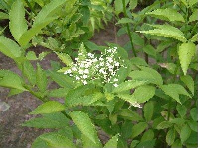 Kanadafläder- Sambucus canadensis