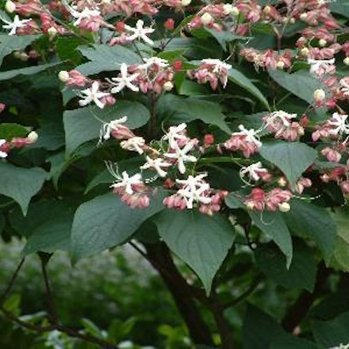 Frilandsklerodendron -Clerodendrum trichotomum