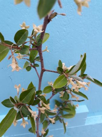 Goumi -Japansk silverbuske - Elaeagnus multiflora