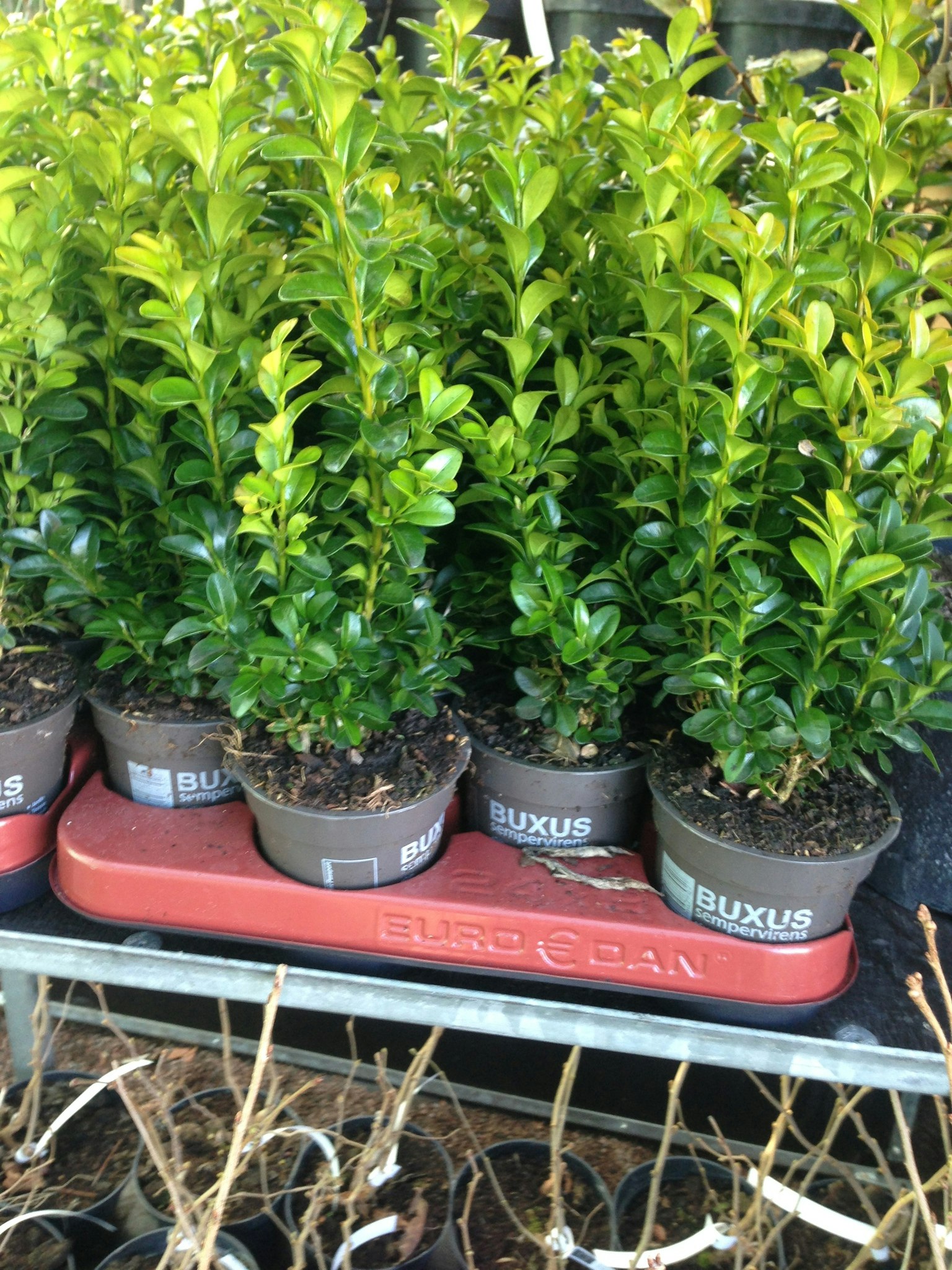 Buxbom - Buxus sempervirens