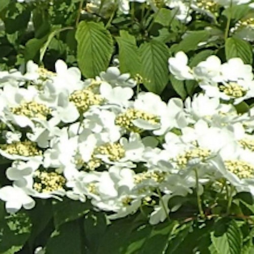 Japansk olvon"Mariessi" - Viburnum plicatum "Mariessi"