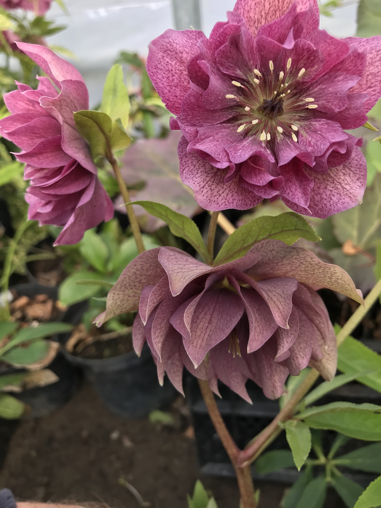 Hybridjulros - Helleborus `Double Red Spotted´