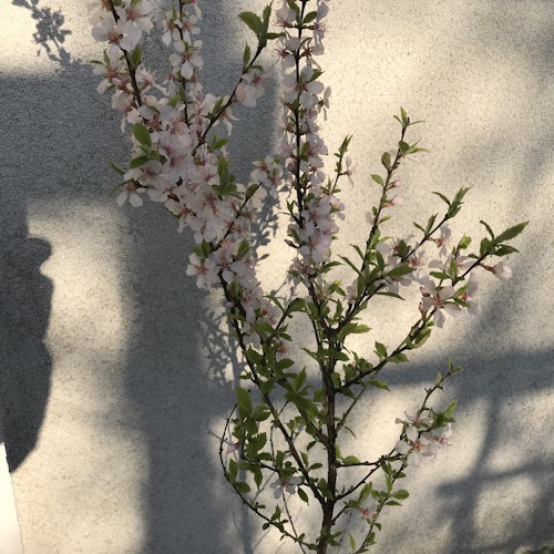 Luddkörsbär - Prunus tomentosa
