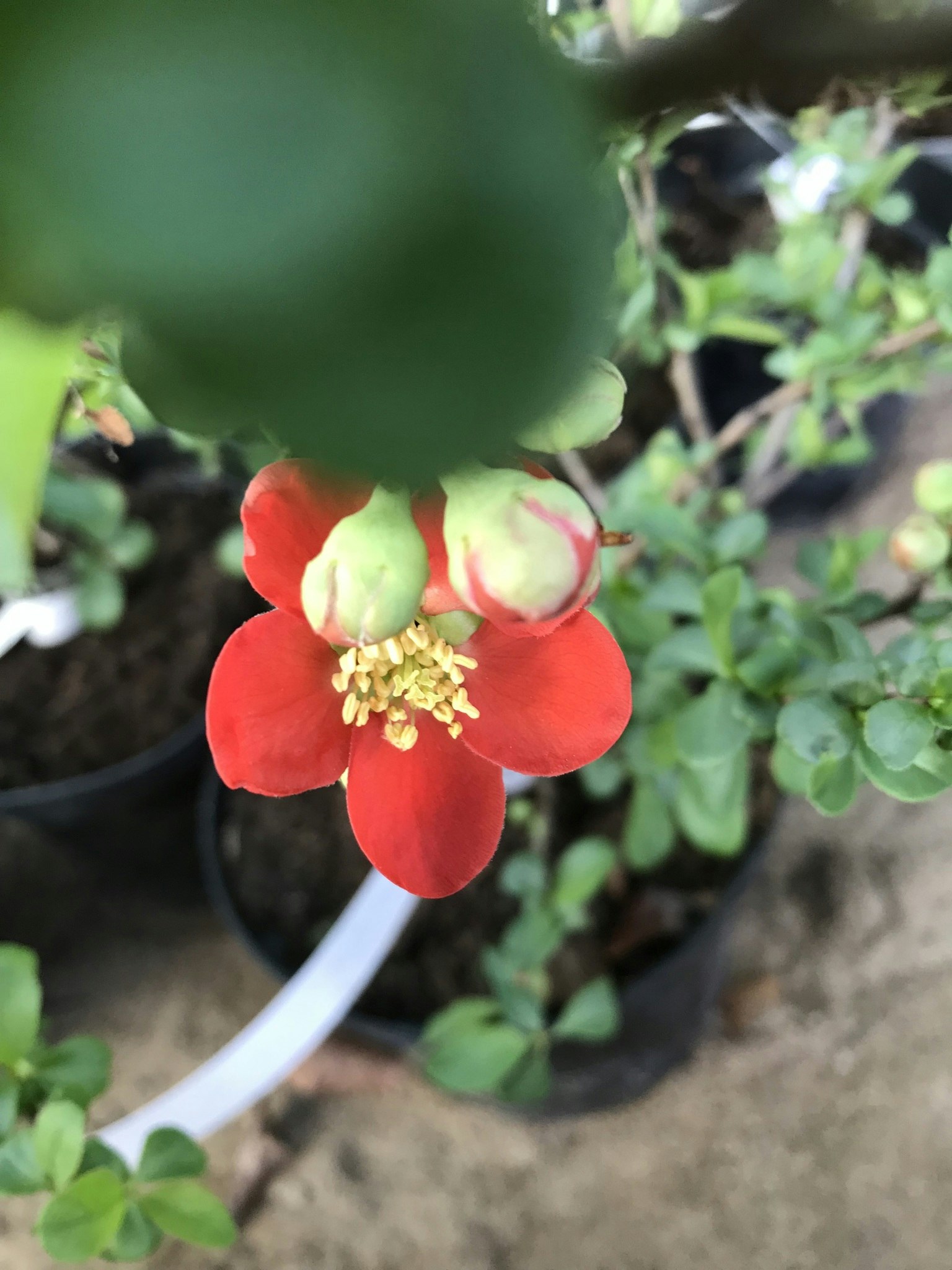 Hybridrosenkvitten `Etna´- Chaenomeles superba `Etna´