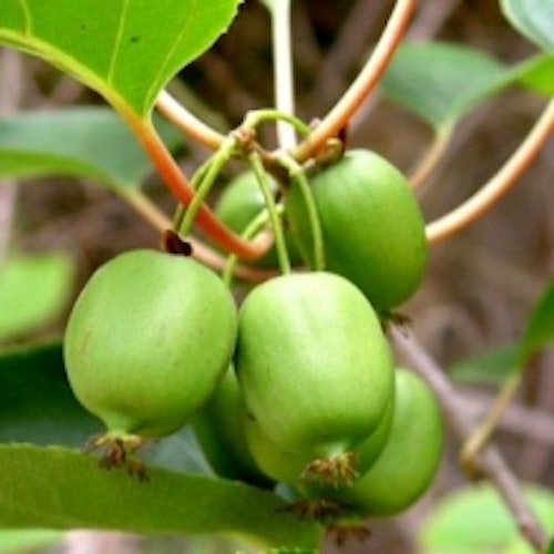 Minikiwi `Kokuwa´- Actinidia arguta `Kokowa´