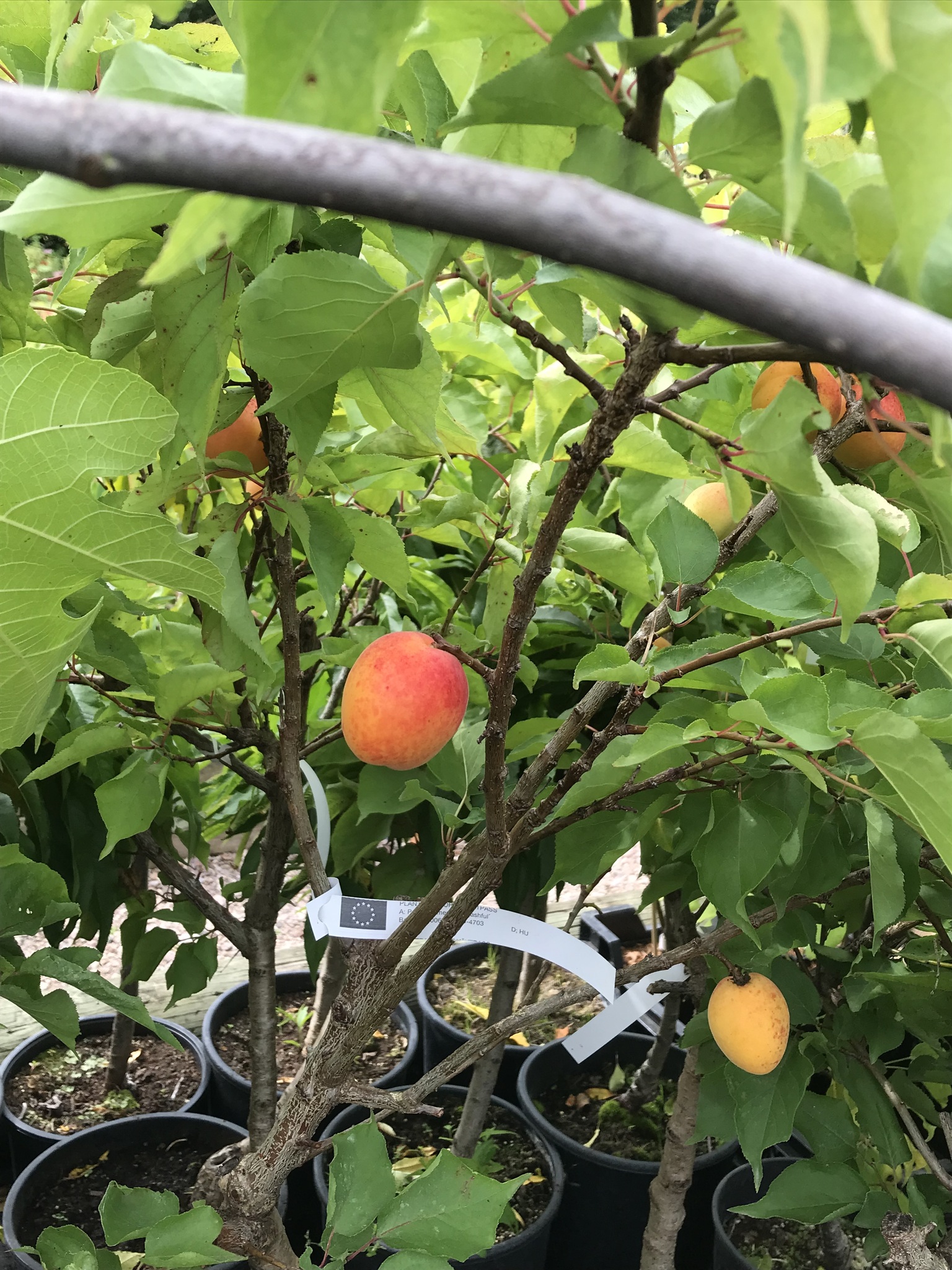 Dvärg aprikos `Bashful´ -Prunus armeniaca `Bashful´