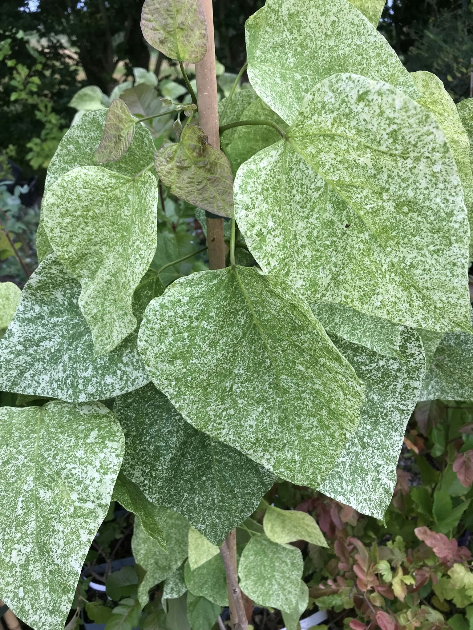 Katalpa - Catalpa speciosa "Pulverulenta"