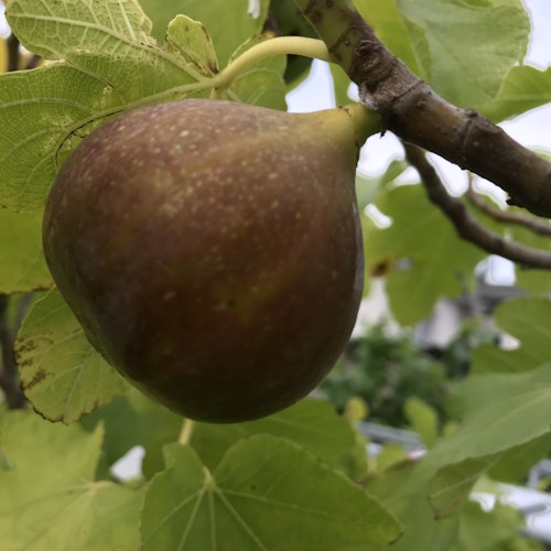 Fikonträd  -  Ficus carica `Brogiotto Nero´