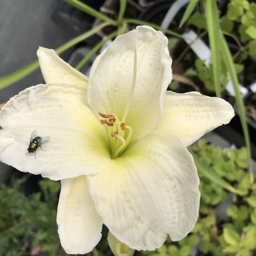 Vit daglilja - Hemerocallis 'Gentle Shepherd'