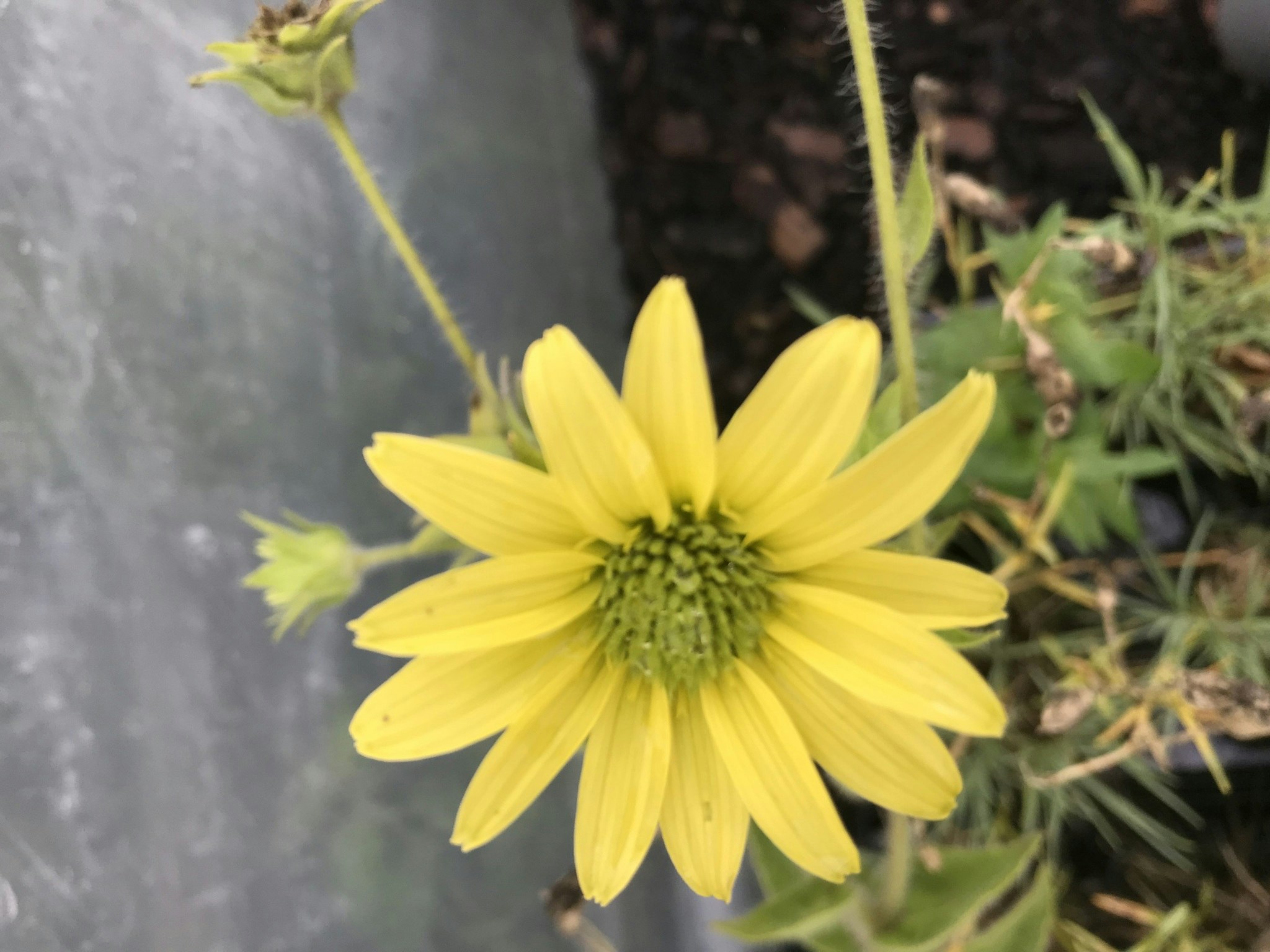 Skäggsolört -  Silphium mohrii