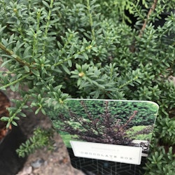 Podocarpus 'Chocolate Box'