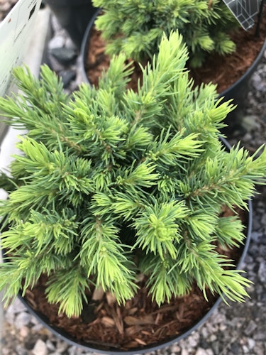Vitgran -  Picea glauca 'Alberta Globe'