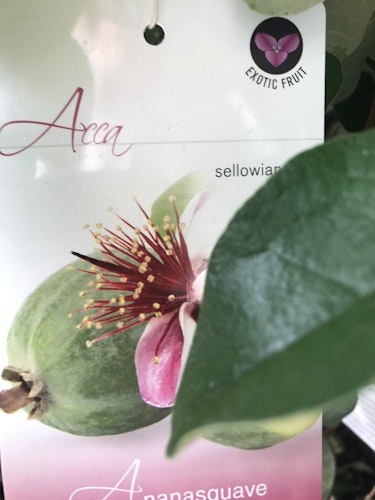 Ananasguava -  Acca  sellowiana