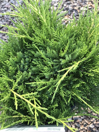 Kinesisk En - Juniperus x pfitzeriana 'Gold Coast'