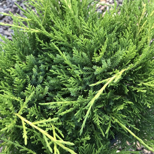 Kinesisk En - Juniperus x pfitzeriana 'Gold Coast'